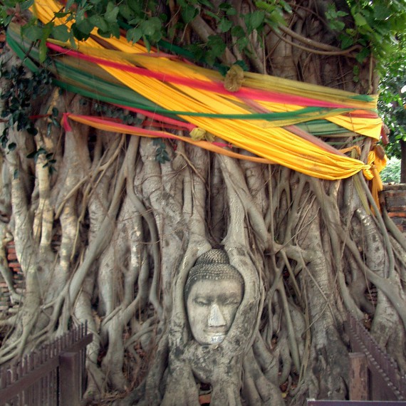 Symbol Ayutthaya - budhova hlava ve stromě 