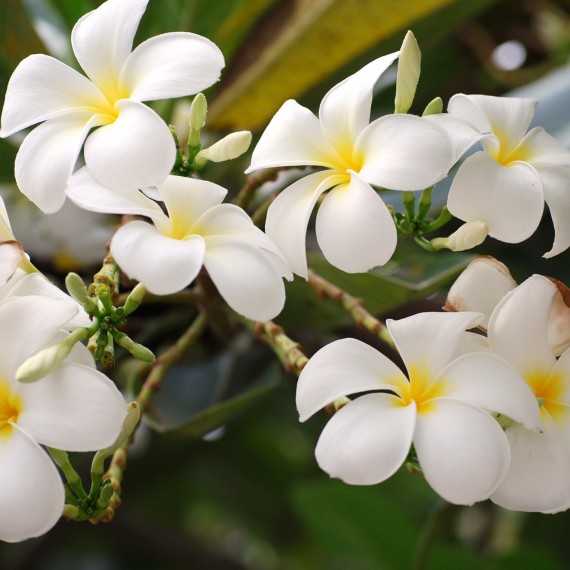 Plumérie - typická květina pro jihovýchodní Asii.