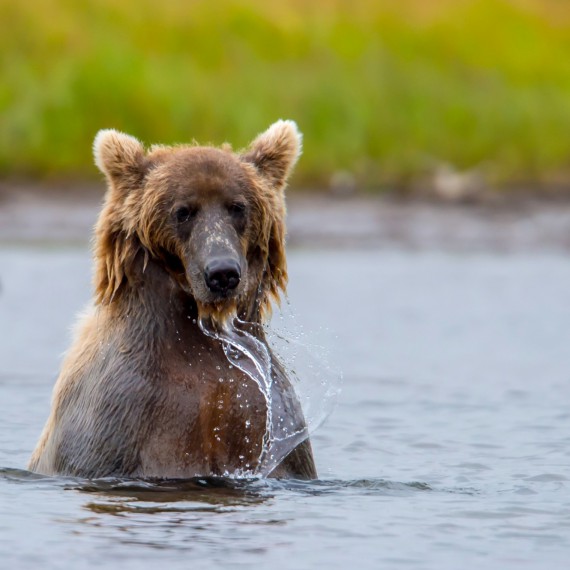 Mládě medvěda grizlyho na lovu  