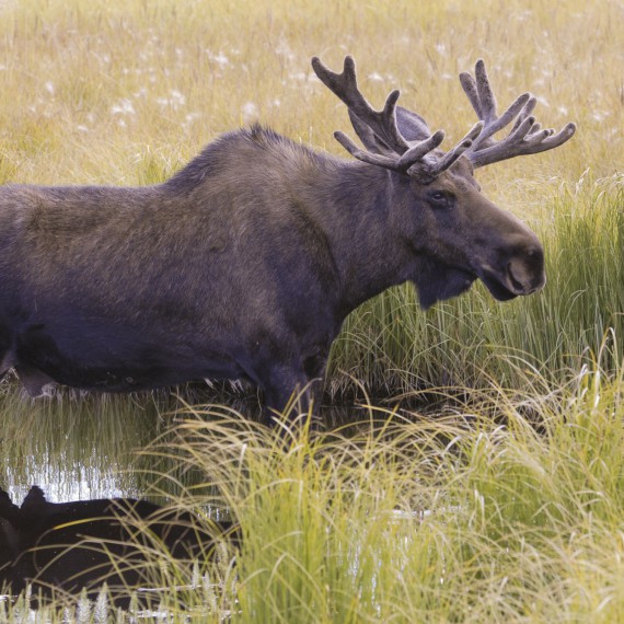 Setkání s losem na Aljašce 