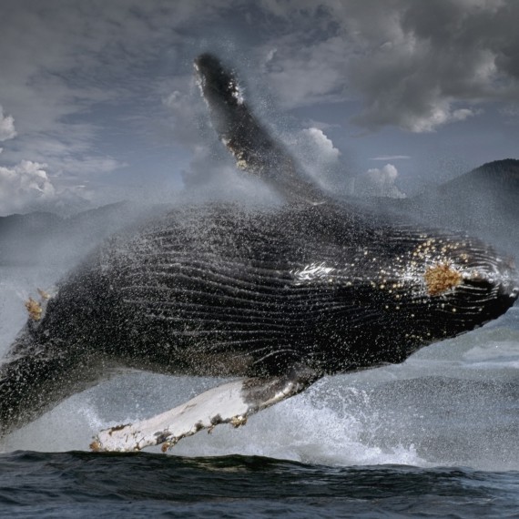Při troše štěstí zahlédnete vráskavce dlouhoploutvé