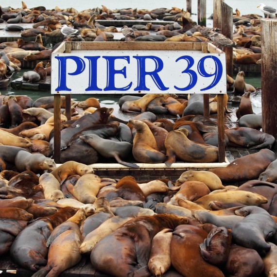 Kolonie lachtanů na mole 39