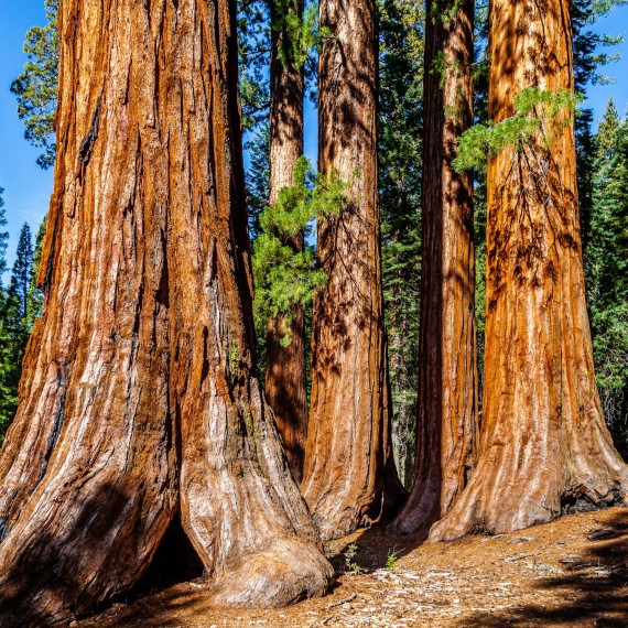Yosemite národní park a jeho sekvoje 