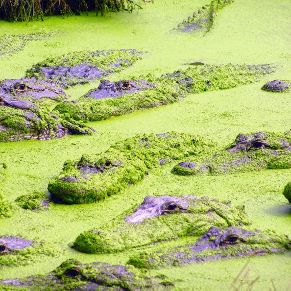 Aligátoři jsou nejslavnějšími obyvately celého Everglades