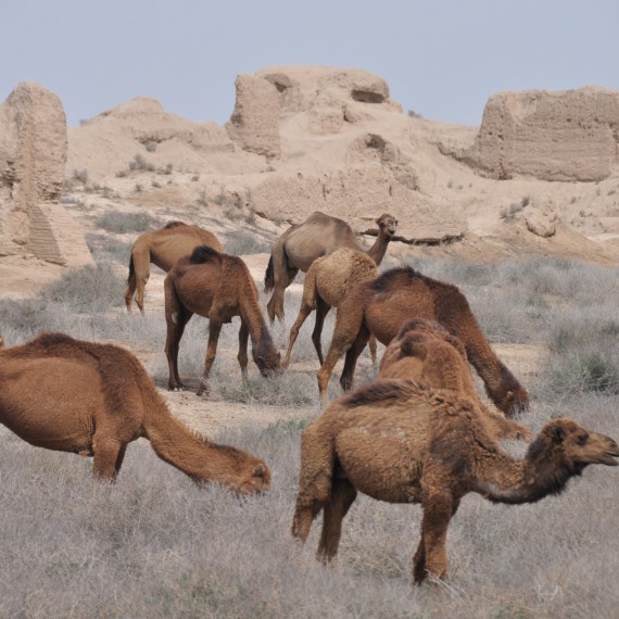 Spíše než turisty dnes ve starobylém Mervu potkáte stáda velbloudů