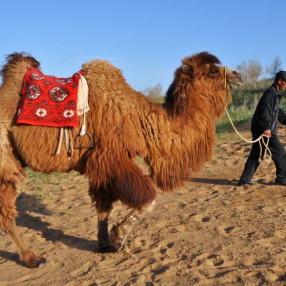 Projížďka na velbloudovi 