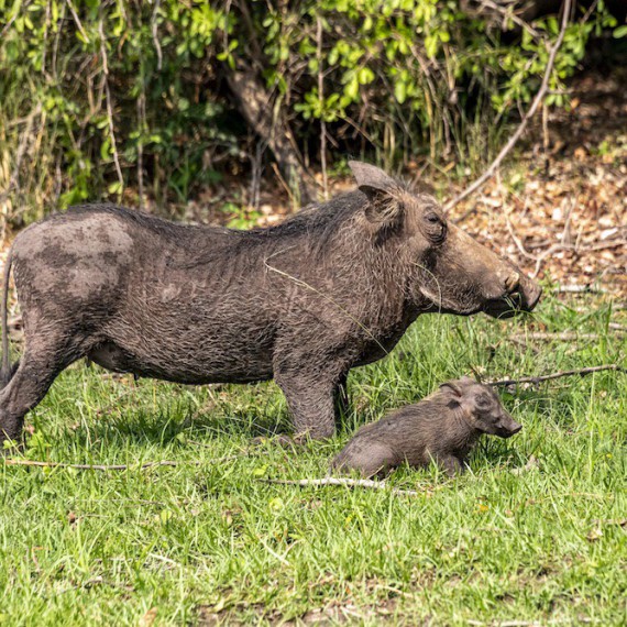 Rodinka prasete bradavičnatého v Zimbabwe 
