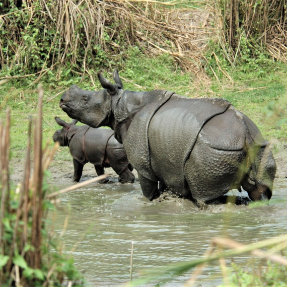 Ráno opět vstupujeme do Kazirangy. Znovu hledáme nosorožce. Park má dobré výsledky iv odchovu mladých a populace zde postupně mírně roste, což je dobrý znak.