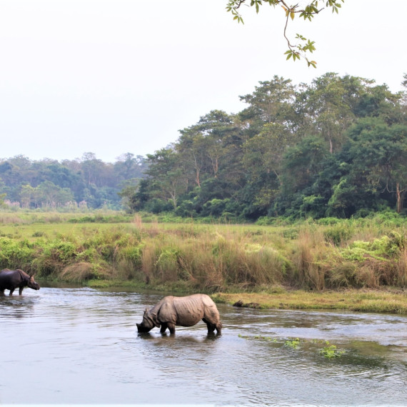 Často je najdeme u vody, které je v Kaziranze víc než dost. Národní park je během monzunů zavřený a otevírá své brány na půl roku.