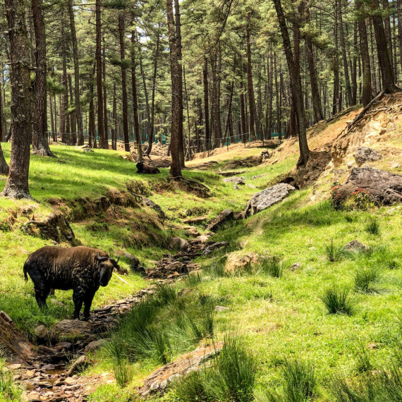 Co je to zač? Takin (Budorcas taxicolor) - směšné národní zvíře Bhútánu.