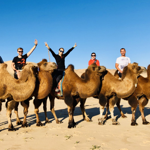 Baktrijská velbloud dvouhrbý. Ochutnáte kumys z velbloudího mléka?