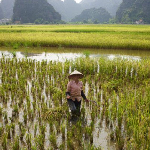 Práce na rýžových polích