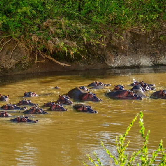 Budeme pozorovat hrochy