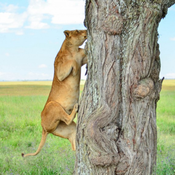Africká zvířata spatříte v jejich přirozeném prostředí