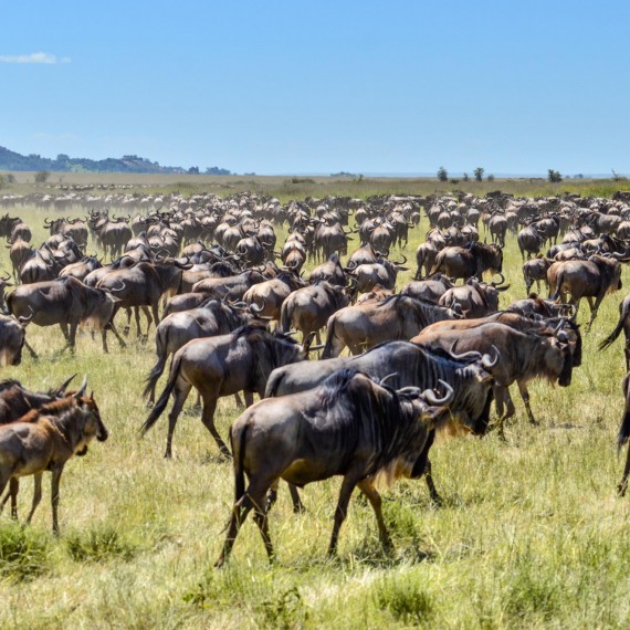 Migrují zde pakoni, zebry i gazely