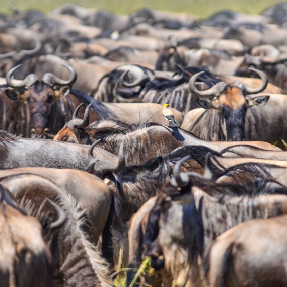 Velká migrace zvířat na vlastní oči