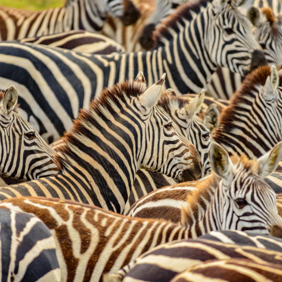 Stáda zeber jsou velmi fotogenická