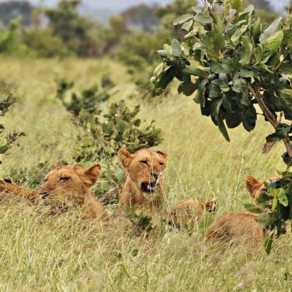 Velká pětka v Krugerově národním parku