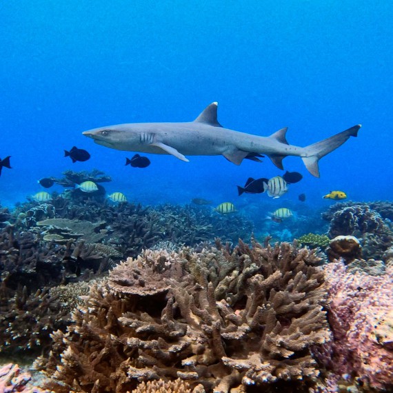 Žraloci, kteří se živí výlučně rybami dokreslí obraz podmořského světa  