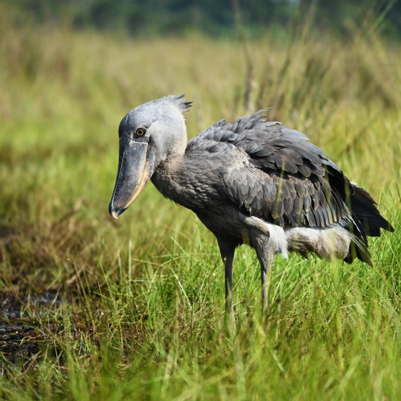 Kromě období páření je to vlk samotář.