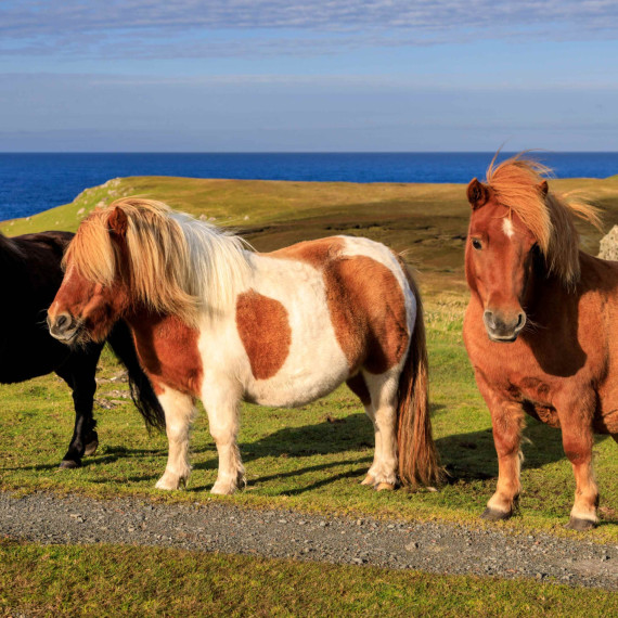 Tradiční shetlandští poníci.