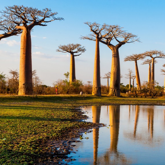Les baobabů, Madagaskar 