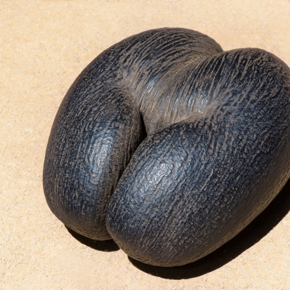 Coco-de-mer je největší plod planety