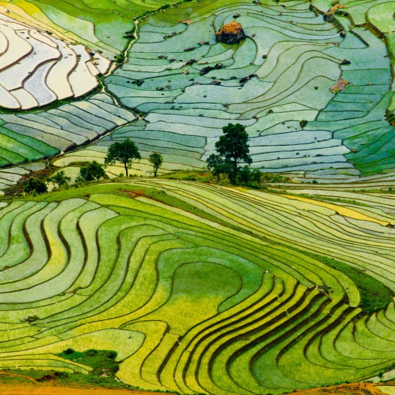 Rýžová pole ve Vietnamu