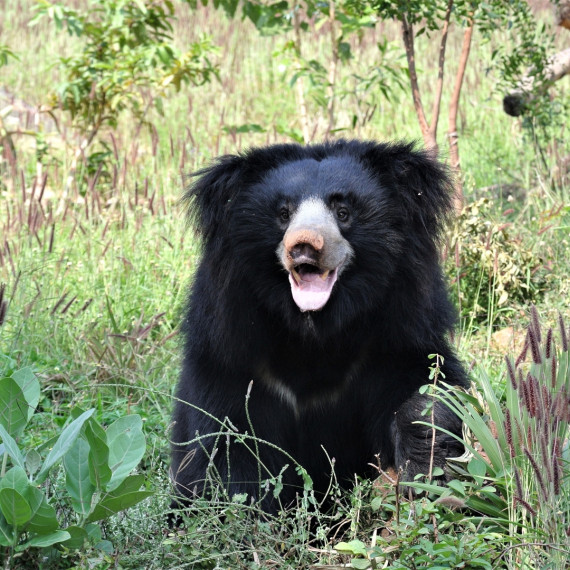 Medvěd pyskatý je další velkou atrakcí obou parků. Žije na velkém území, téměř v celé Indii, kde má vhodné podmínky (mimo pouští a vysokých hor) a na Srí Lance.