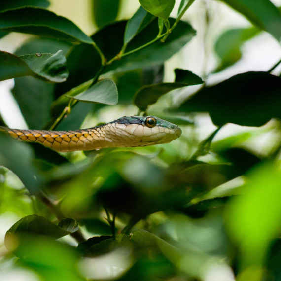 Pantanal je ohromný. Zasahuje i do Bolívie a do Paraguaje.