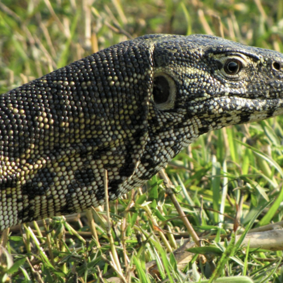 Při troše štěstí se potkáte i s varany