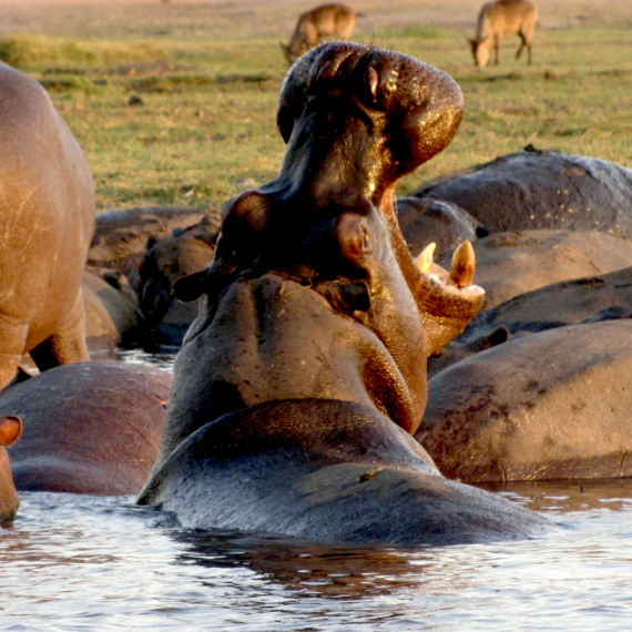 Dovádění hrochů zblízka 