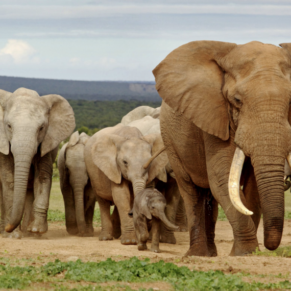 V Národním parku Chobe je největší výskyt slonů