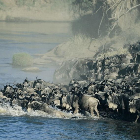 Pakoně překračující řeku Mara