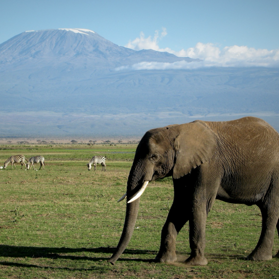 Těšit se můžete na Safari pod vrcholem Kilimandžára