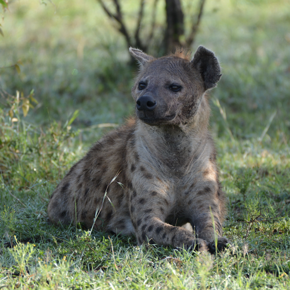 Hyena ve volné přírodě