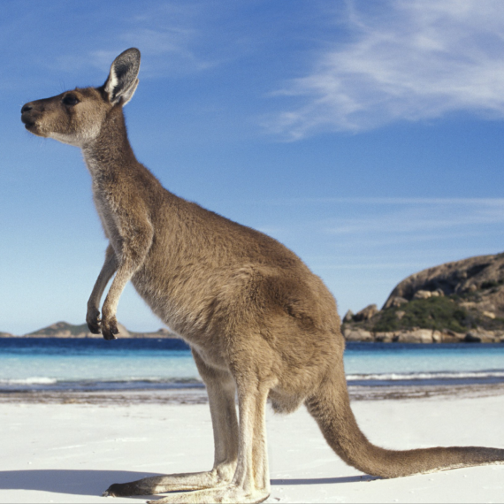 Klokan na pláží v Austrálii 