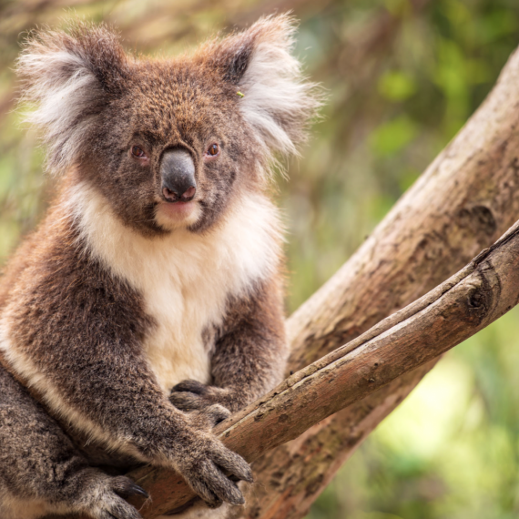Koaly jsou typičtí vačnatci pro eukalyptové lesy Austrálie