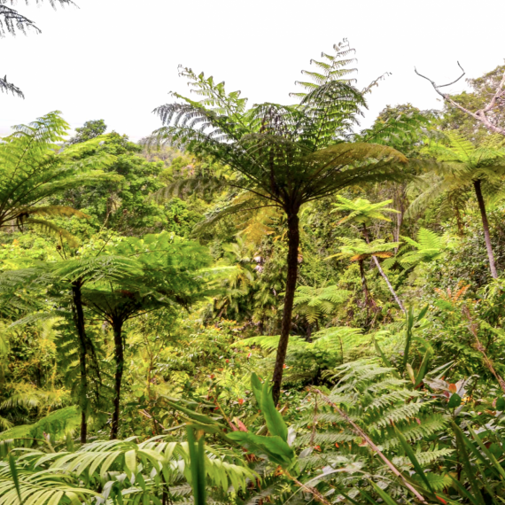Nadšeni budete z výletu do pralesa Cape Tribulation