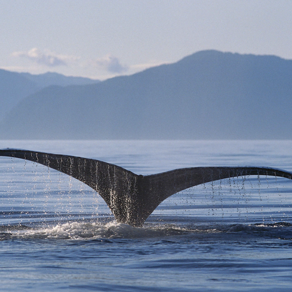 Pozorování velryb na Islandu 