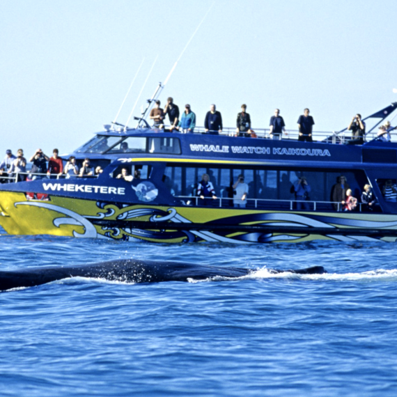 Výlet lodí za velrybami 