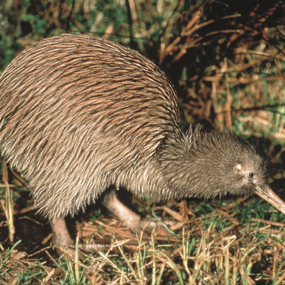 S CK SEN objevíte symbol Nového Zélandu - ptáka kiwi