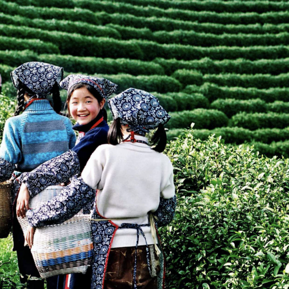 Sběr čínského čaje 