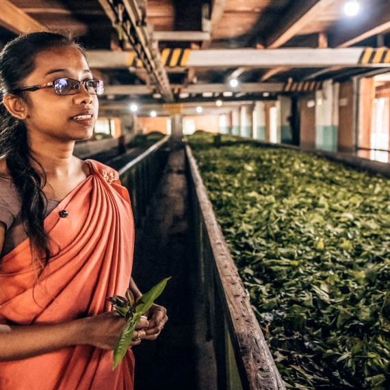 Uvidíte jak se cejlonský čaj zpracovává