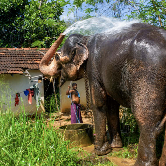 Užijete si sloní sprchu