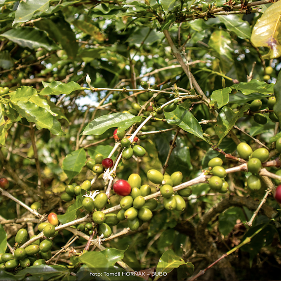 Návštěva kávové plantáže 