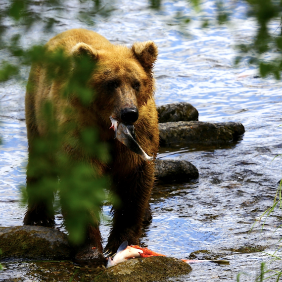 Uvidíte medvědy při lovu