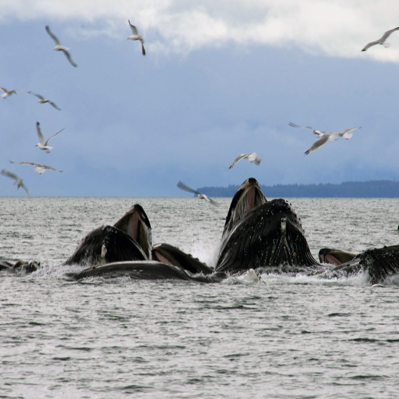 V Kenajských fjordech uvidíte i kosatky