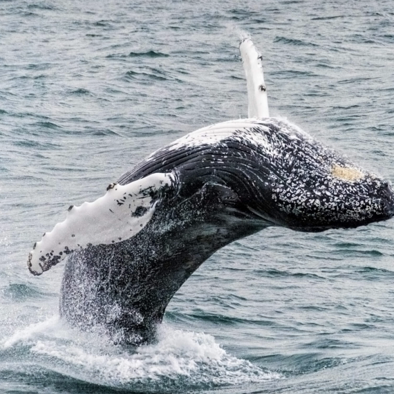 Zachytíte výskoky velryb?