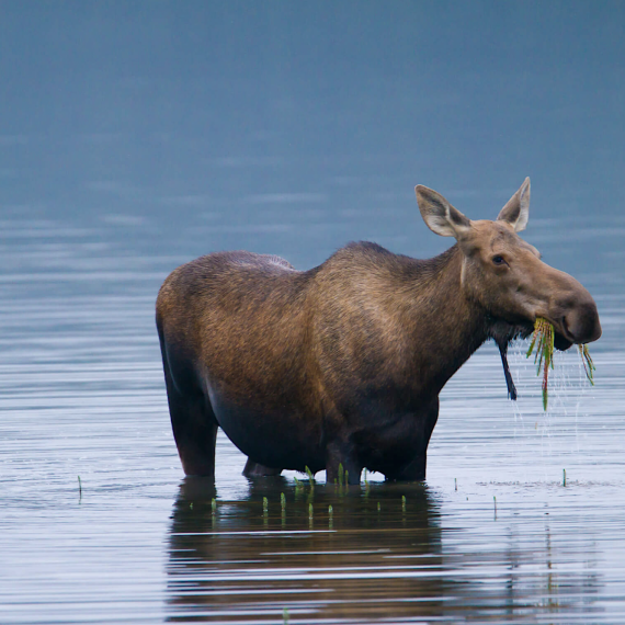 Uvidíte losy ve volné přírodě
